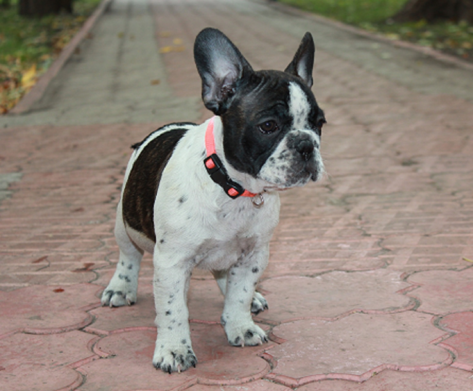 Бульдоги в добрые руки в москве